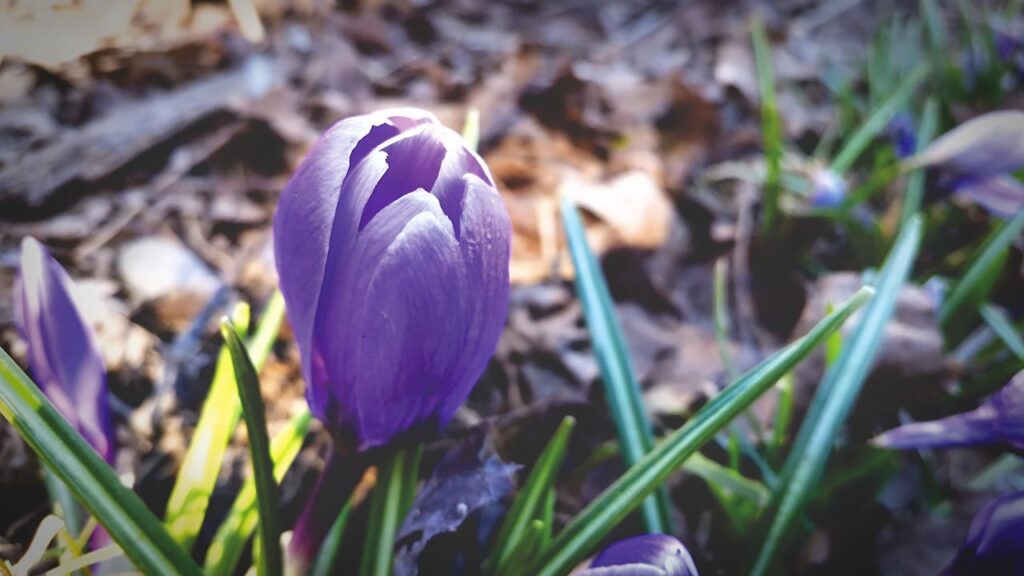 Shallow Focus Photo of Blue Flower